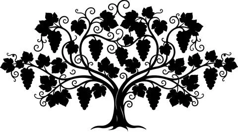 Black silhouette of a grapevine tree with leaves and grapes Illustration