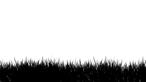 Black silhouette grass swaying in the wind on white background. Stock Footage 336797264