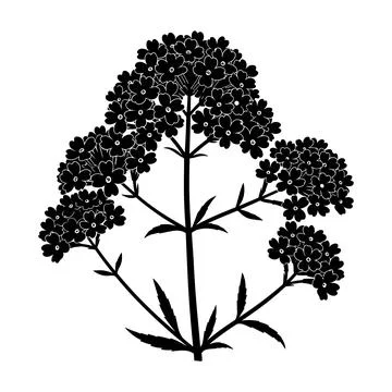 Black silhouette of a plant with multiple flower clusters vector Stock Illustration