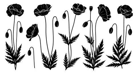 Black Silhouette Poppy Flowers and Buds Vector Illustration Иллюстрация