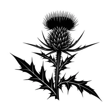 Black silhouette of a thistle flower with sharp leaves and spiky details vect Illustrazione stock