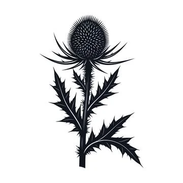 Black silhouette of a thistle flower on vector Stock Illustration