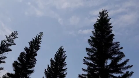 Black Silhouette Tropical Pine Tree Swaying Under Wide Bright Blue Morning Sky Stock Footage 317703876