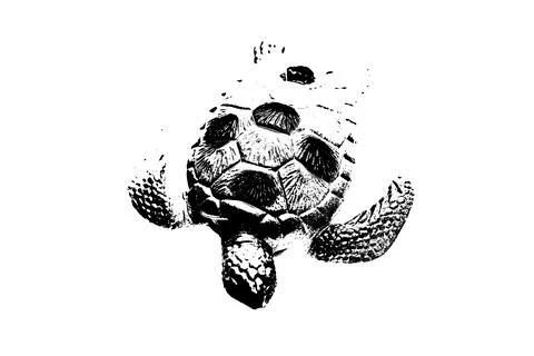 Black silhouette of turtle isolated on white background, reptile animal 스톡 일러스트