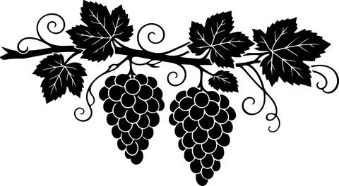 Black silhouette of two grape bunches hanging on a vine branch with leaves .. Stock Illustration