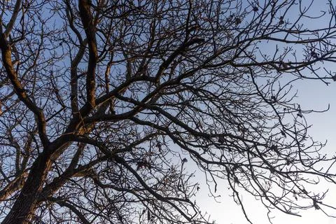A Black silhouette of a walnut tree without leaves and nuts is on a blue sky Stock Photos