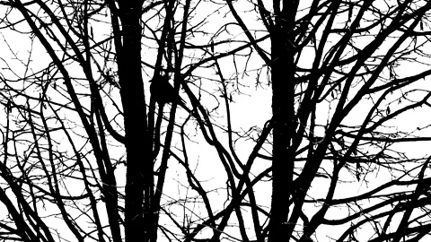 Black silhouette of winter tree with magpie - isolated against white background Stock Footage 151886239