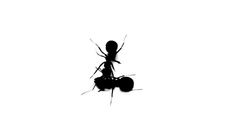 Black silhouettes Ants on white background. Stock Footage 337108630