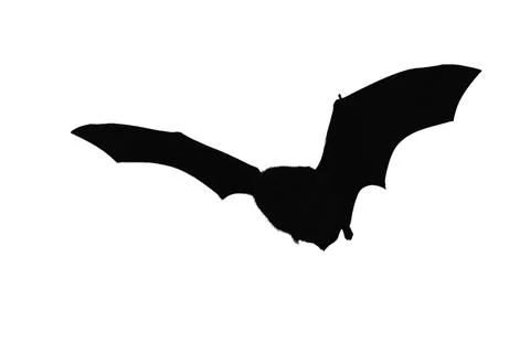 Black silhouettes of bats set on white background Stock Illustration