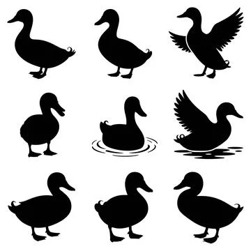 Black Silhouettes of Ducks in Various Poses waterfowl Stock Illustration
