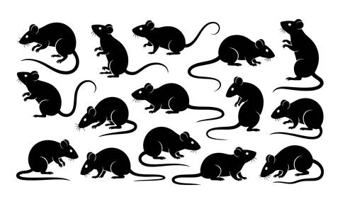 Black silhouettes of multiple mice on white background mouse rodents Stock Illustration