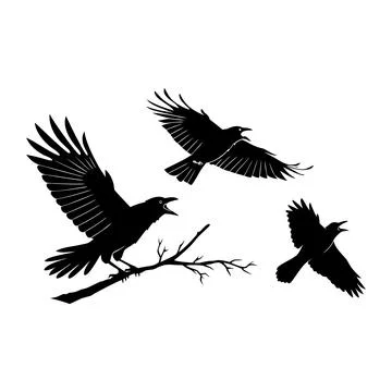 Black silhouettes of three crows on white background birds flying Stock Illustration