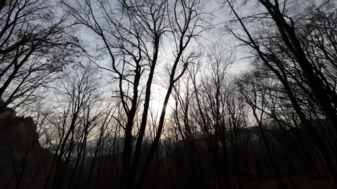Black silhouettes of trees at sunset in a beech forest in autumn Video stock 170022763