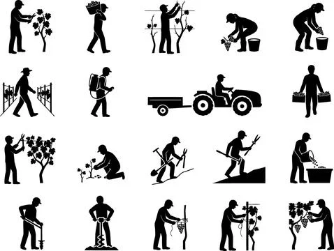 Black Silhouettes of Vineyard Workers Performing Agricultural Tasks in a Fa.. 스톡 일러스트