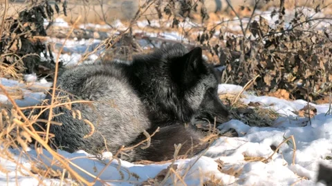 Black silver fox in forest park is lying on the snow and sniffing around. Animal Stock Footage 152896854