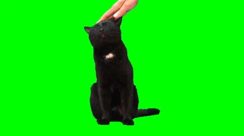 Black sitting cat is stroked Stock Footage 8564022