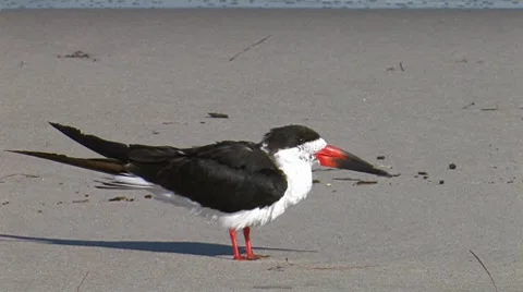 Black Skimmer 1 Stock Footage 8510195