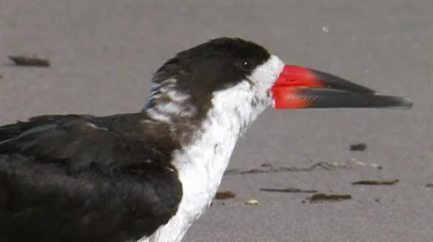 Black Skimmer 2 Stock Footage 8510181