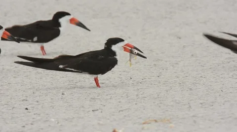 Black Skimmer adult with fish 스톡 동영상 64826053