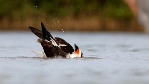 Black Skimmer bathing Stock Footage 107634889