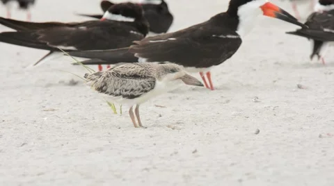 Black Skimmer chick calling Stock-Footage 64826067