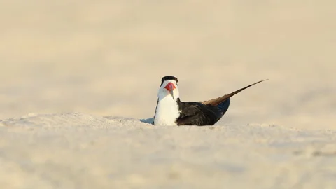 Black Skimmer with chick Stock Footage 200623794