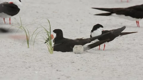 Black Skimmer chick going back under adult Stock-Footage 64826040