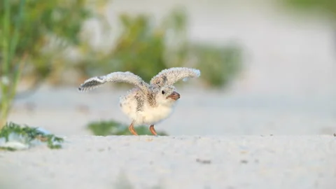 Black Skimmer chick jumping Stock Footage 168214856
