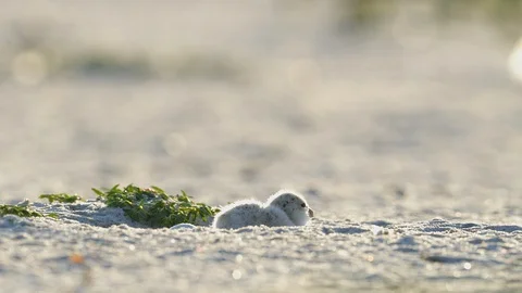 Black Skimmer nest Stock Footage 129720329