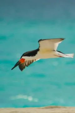 Black skimmer Stock Photos