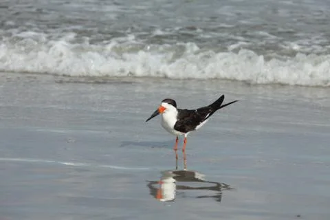 Black skimmer Stock Photos