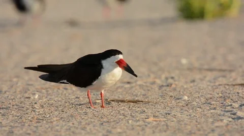 Black Skimmer scratching Stock-Footage 64826078