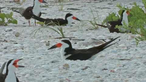 Black skimmers change of shift a Stock Footage 41902993