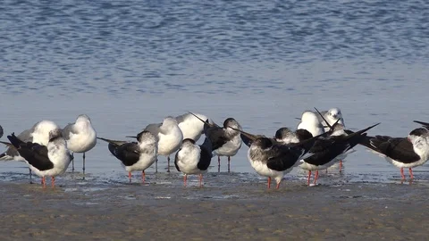 Black skimmers on a Florida beach. Stock Footage 101109624