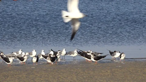 Black skimmers on a Florida beach. Stock Footage 101109799