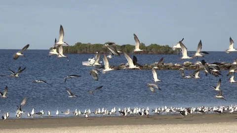 Black skimmers on a Florida beach. Stock Footage 101109837