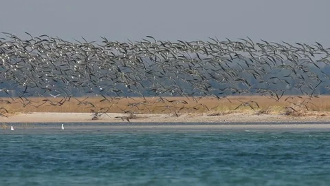 Black Skimmers flying Stock-Footage 86214353