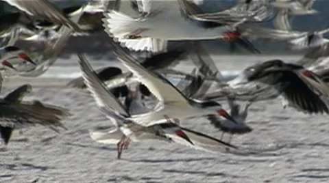 Black skimmers Video stock 630748