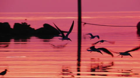 Black skimmers Stock Footage 45281325