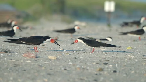 Black Skimmers mating Stock Footage 201172121