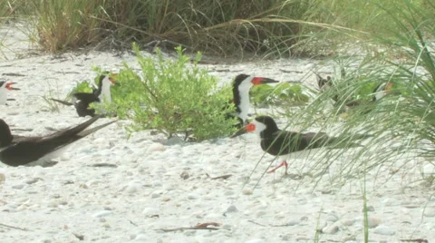 Black skimmers wide Stock Footage 41898183