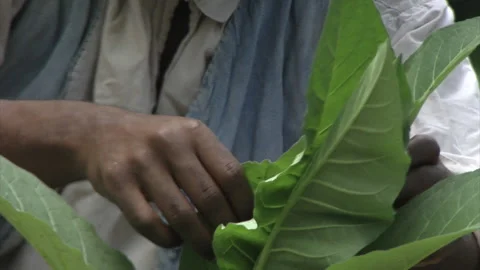 Black "Slave" Hands inspect summer crops - Historical farming - actor portrayal Stock Footage 152655843