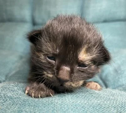 Black is Sleepy 스톡 사진
