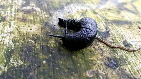 The black slug and a Hammerhead worm. Stock Footage 301514667