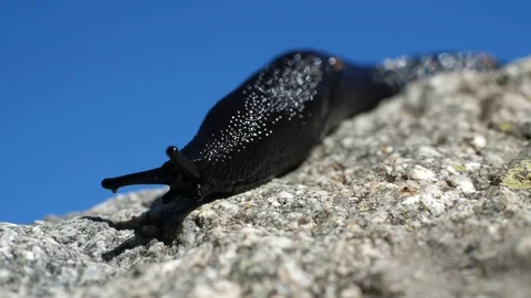 Black slug close up Stock Footage 121745345