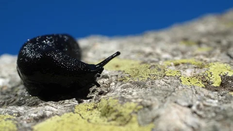 Black slug close up Stock Footage 121745456