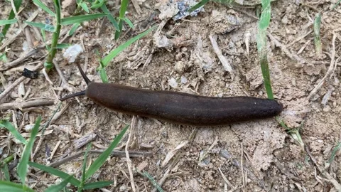 Black slug crawling on the dirt Vídeos de archivo 162259917