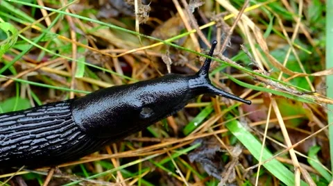 Black slug crawling through grass Stock Footage 44545317