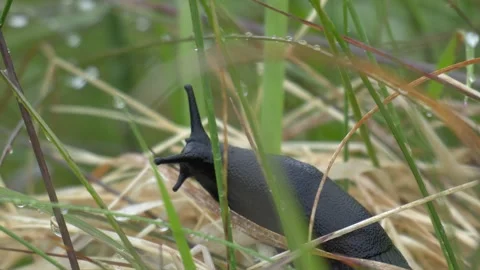 Black slug crawling through green grass in Iceland 4K nature footage Stock Footage 339906759