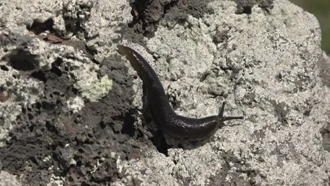 Black slug crawls across rough gray - Terrestrial Mollusk and Invertebrate Life Stock Footage 339399021